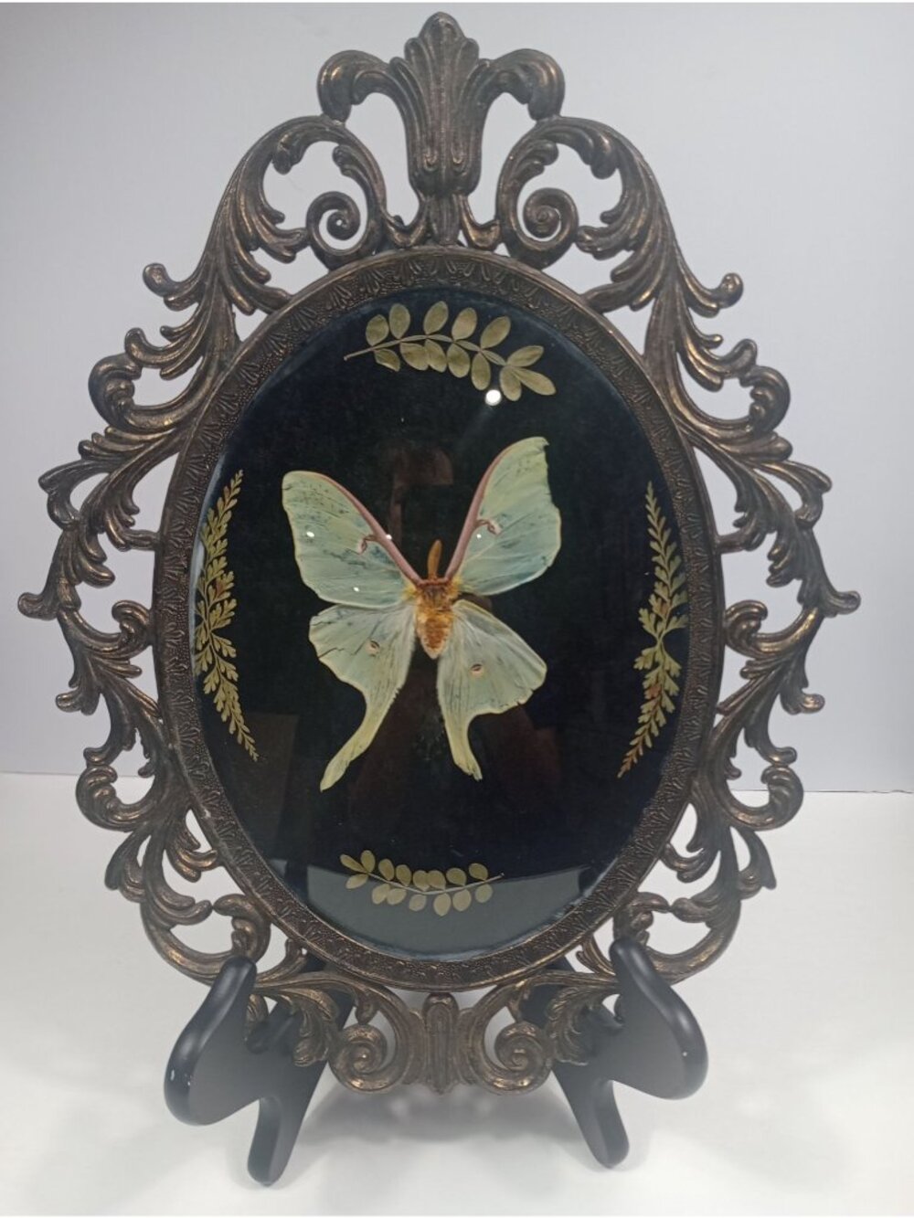 Antique Late 1880s -1900s Italian Bubble Glass Frame with Luna Moth Specimen Odd
